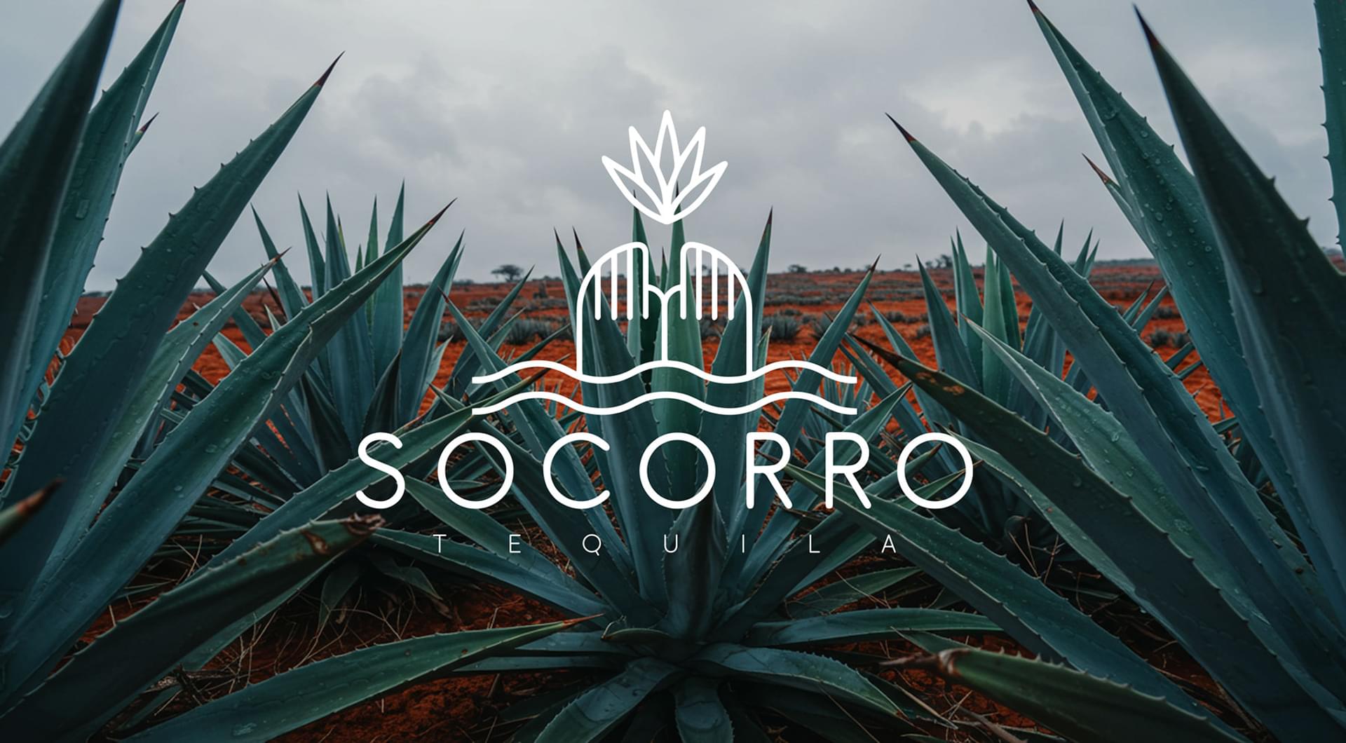 socorro-agave